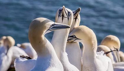 勇士签下自由球员霍林斯