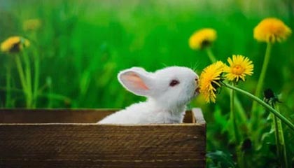 灰熊队惊险战胜太阳队，终结对手的连胜